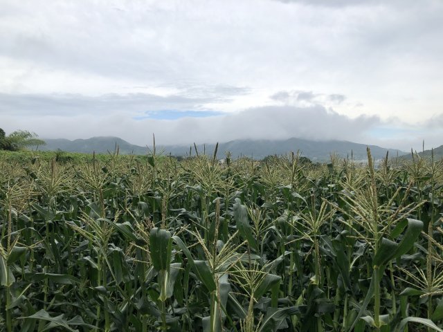 雨のとうもろこし畑